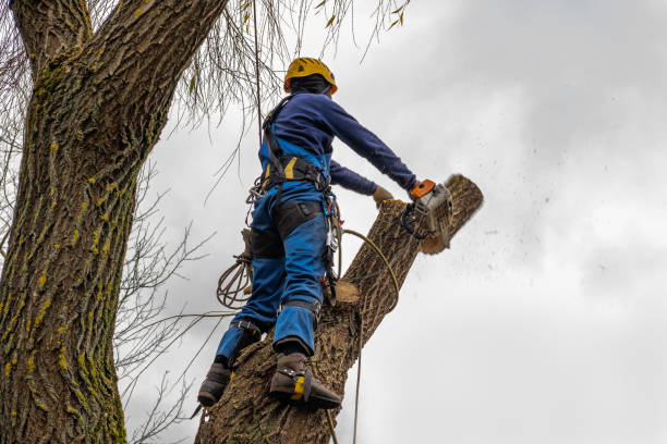 Best Aeration Services  in Simpsonville, KY