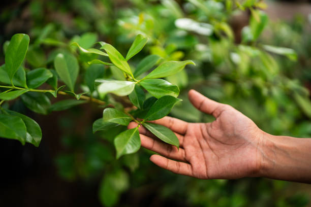 How Our Tree Care Process Works  in  Simpsonville, KY