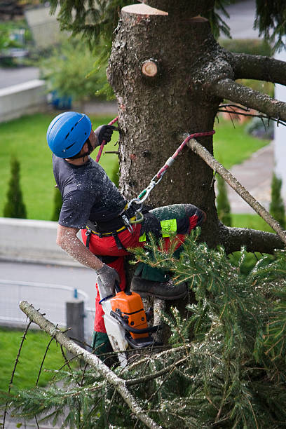  Simpsonville, KY Tree Services Pros