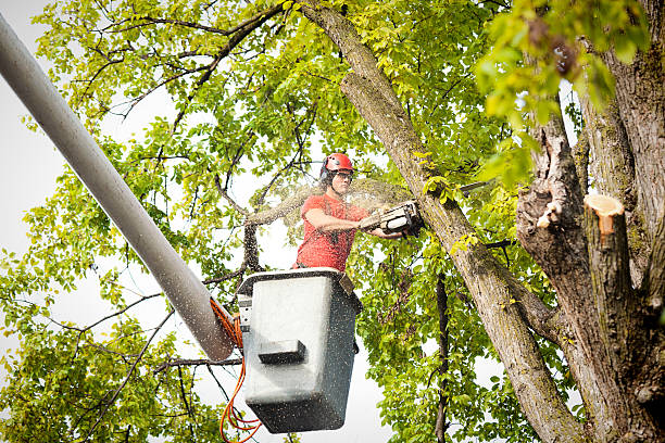 Simpsonville, KY Tree Services Company