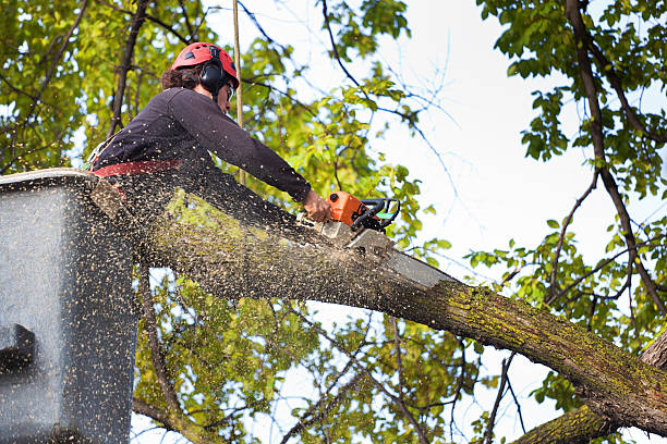 Best Lawn Watering Services  in Simpsonville, KY