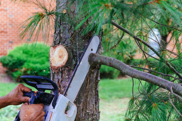  Simpsonville, KY Tree Services Pros