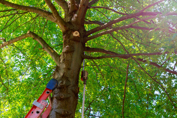 Best Tree Risk Assessment  in Simpsonville, KY